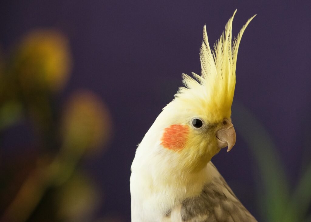 How can I support my cockatiel during molting?