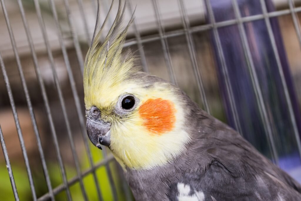 What are the three phases of molting in cockatiels?