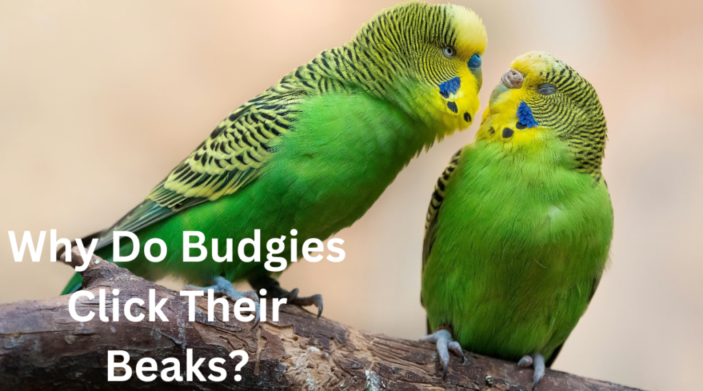 Why do budgies click their beaks in the morning