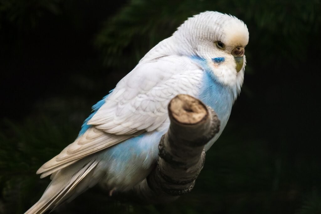 What age do budgies change color? 