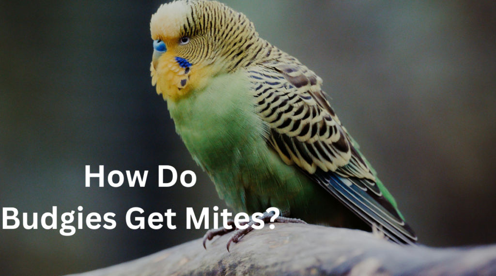 pictures of budgies with mites