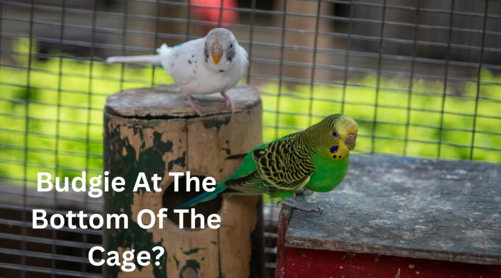 treat sick budgies on the bottom of a cage